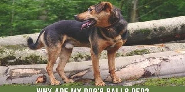 dog balls là gì - Nghĩa của từ dog balls