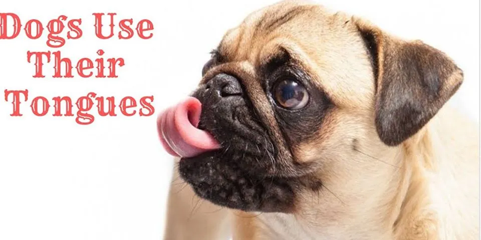 dogs tongue là gì - Nghĩa của từ dogs tongue