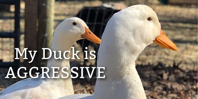 ducks up là gì - Nghĩa của từ ducks up