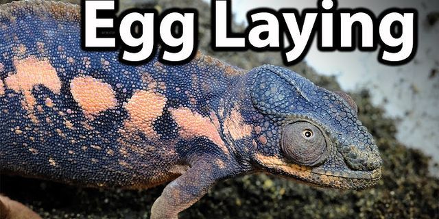 egg laying là gì - Nghĩa của từ egg laying