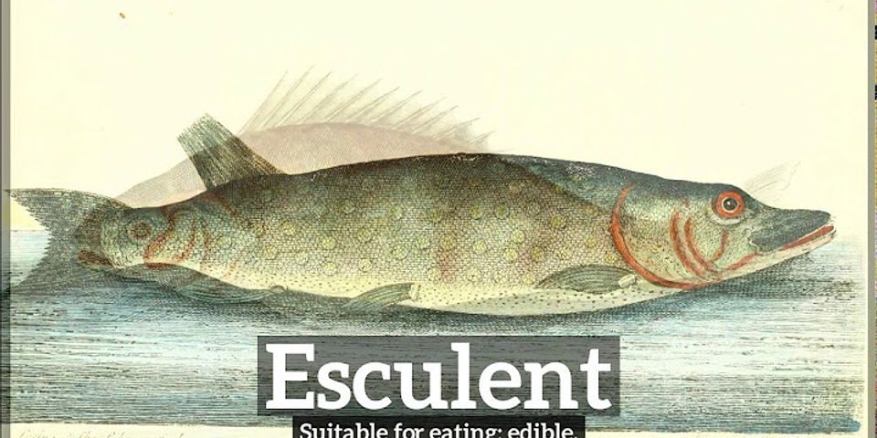 esculent là gì - Nghĩa của từ esculent