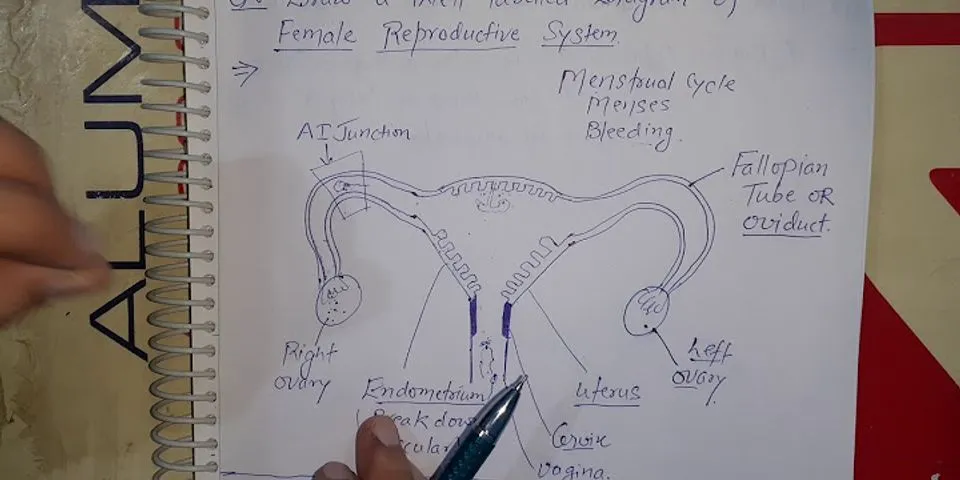 fallopian tube là gì - Nghĩa của từ fallopian tube