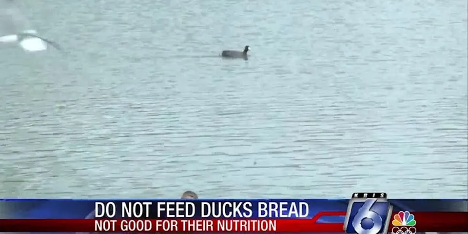 feeding ducks là gì - Nghĩa của từ feeding ducks