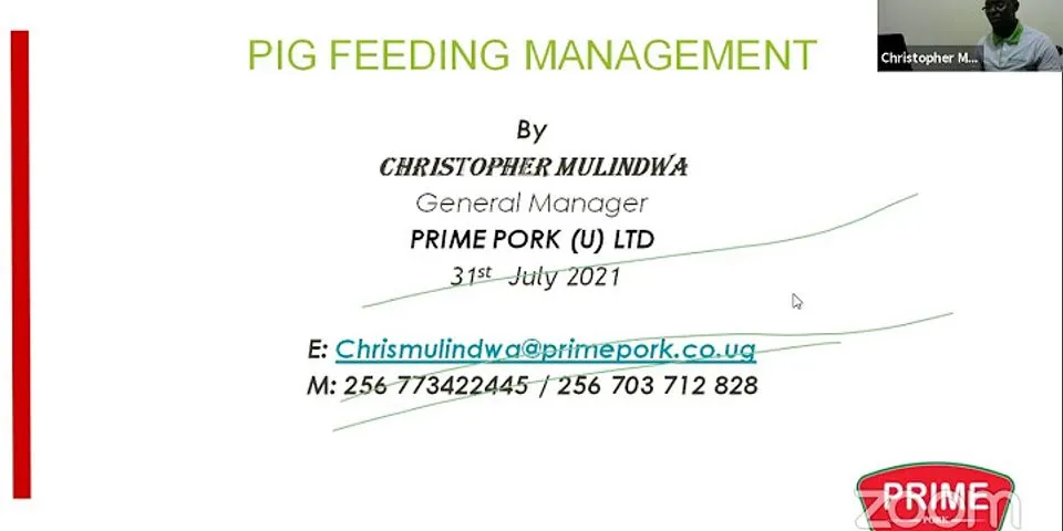 feeding the pig là gì - Nghĩa của từ feeding the pig