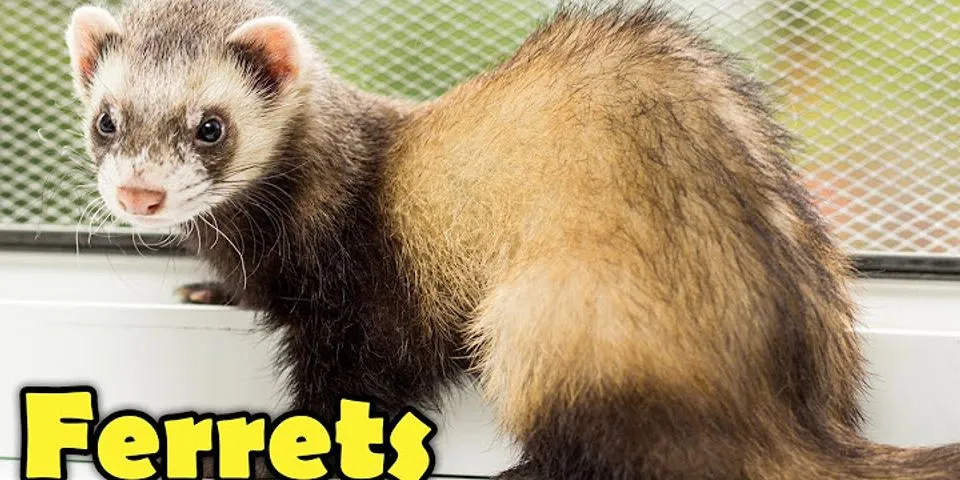 ferrets là gì - Nghĩa của từ ferrets