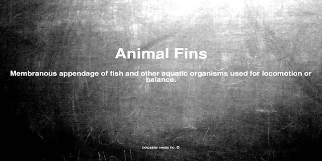 fins là gì - Nghĩa của từ fins