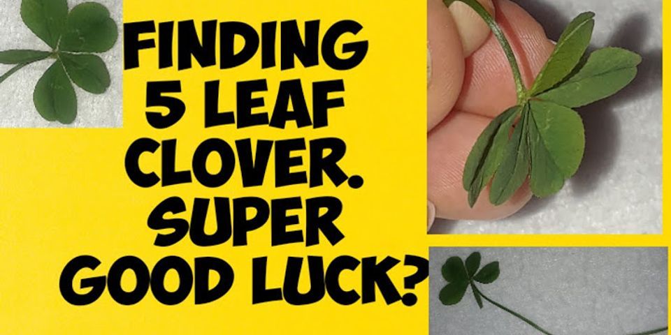 five leaf clover là gì - Nghĩa của từ five leaf clover