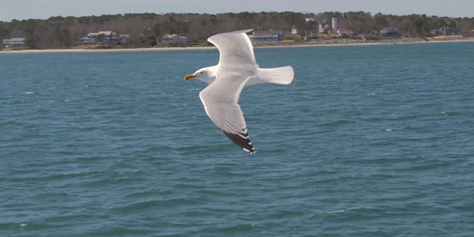 flying seagull là gì - Nghĩa của từ flying seagull