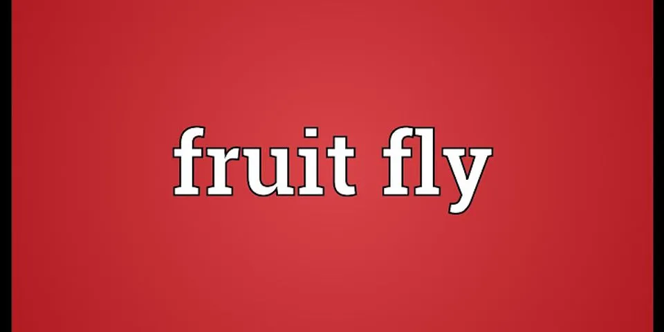 fruit fly là gì - Nghĩa của từ fruit fly