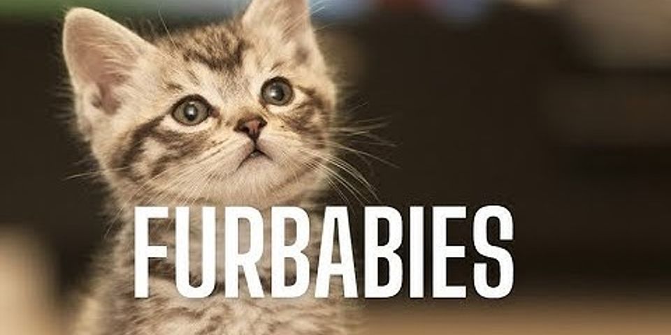 fur babies là gì - Nghĩa của từ fur babies