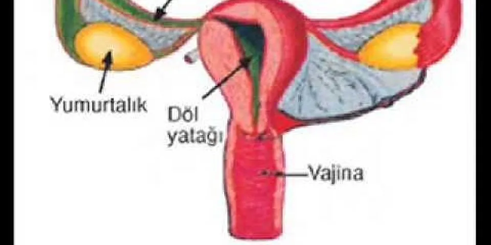 genital organ là gì - Nghĩa của từ genital organ