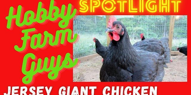 giant chicken là gì - Nghĩa của từ giant chicken
