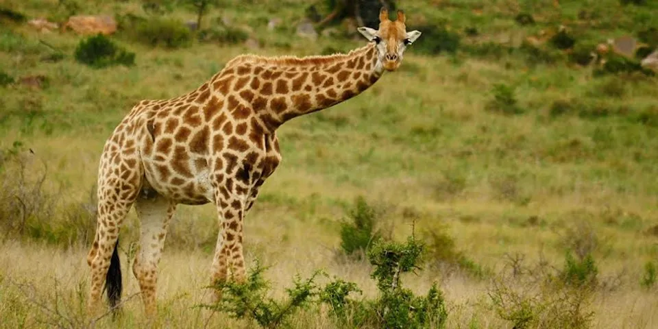 giraffe neck là gì - Nghĩa của từ giraffe neck