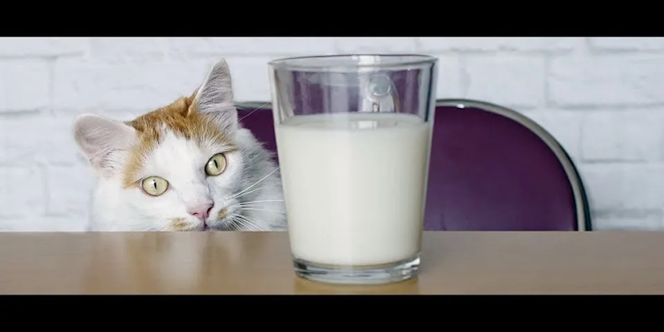glass of milk là gì - Nghĩa của từ glass of milk