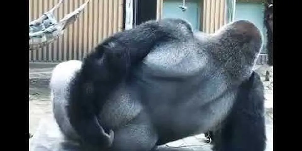 gorilla ass pound là gì - Nghĩa của từ gorilla ass pound