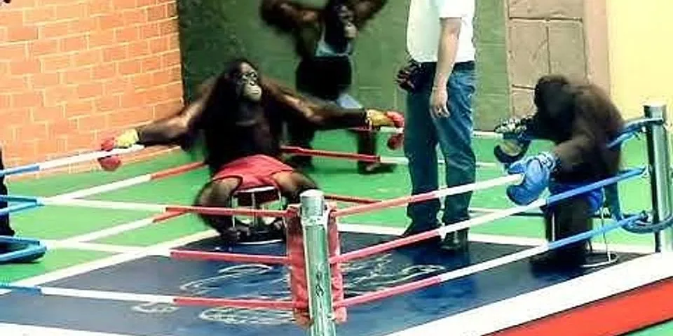 gorilla boxing là gì - Nghĩa của từ gorilla boxing