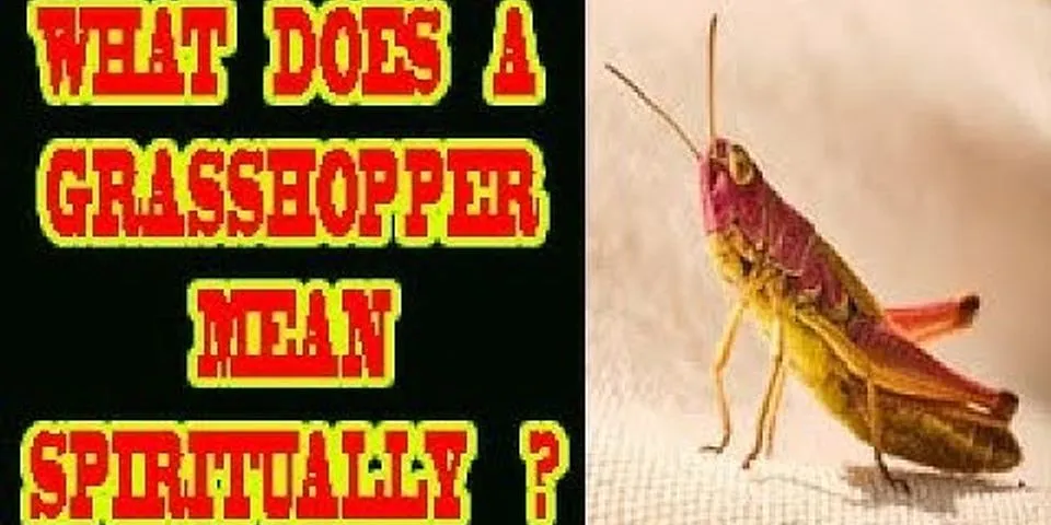 grasshopper là gì - Nghĩa của từ grasshopper