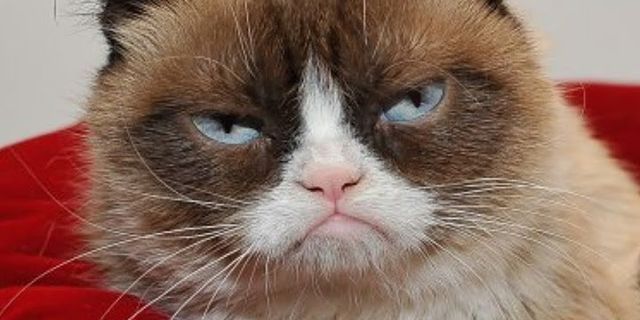 grumpy cat là gì - Nghĩa của từ grumpy cat