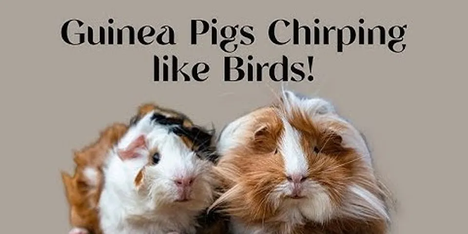 guinea pig là gì - Nghĩa của từ guinea pig