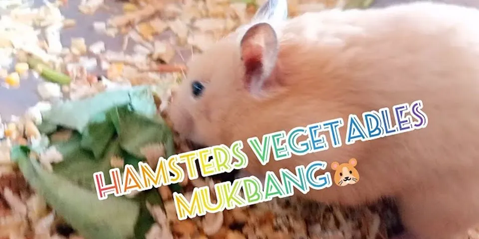 hamstered là gì - Nghĩa của từ hamstered