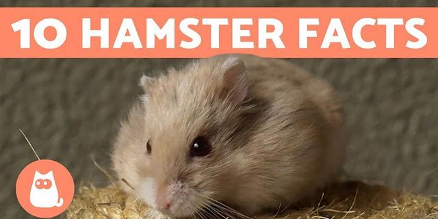 hamsters là gì - Nghĩa của từ hamsters