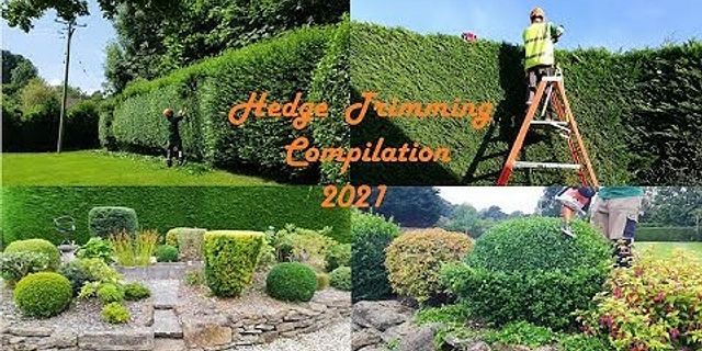 hedge clippings là gì - Nghĩa của từ hedge clippings