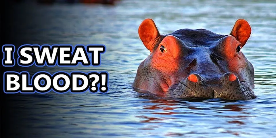 hippopotamus là gì - Nghĩa của từ hippopotamus