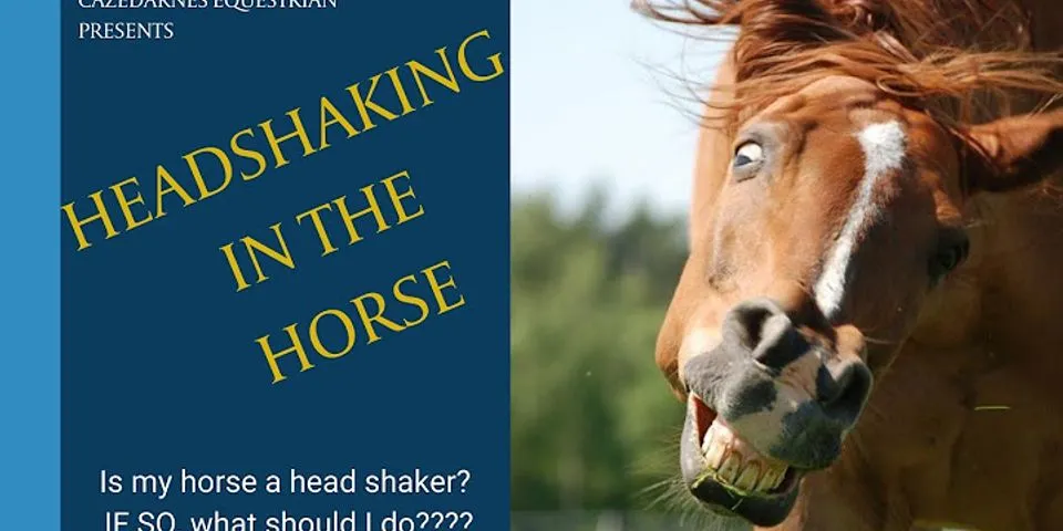 horse head là gì - Nghĩa của từ horse head