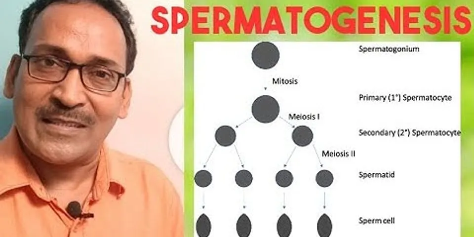 How do diploid spermatogonia divide?
