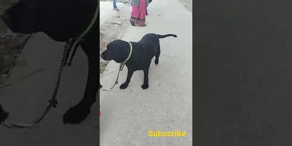 How far can a 9 year old dog walk