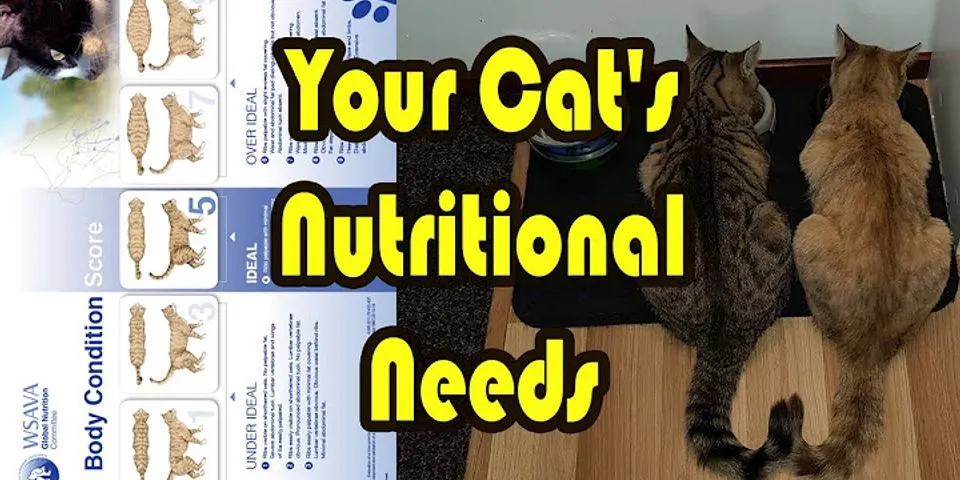 How much chicken should I feed my cat?