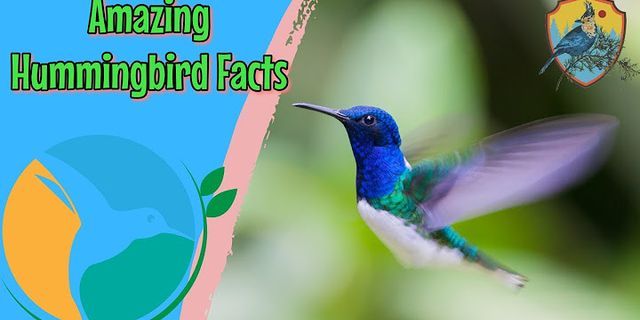 hummingbirds là gì - Nghĩa của từ hummingbirds
