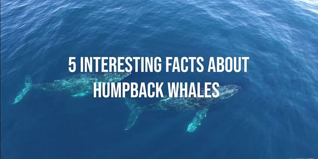 humpback whale là gì - Nghĩa của từ humpback whale