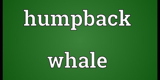 humpback whales là gì - Nghĩa của từ humpback whales