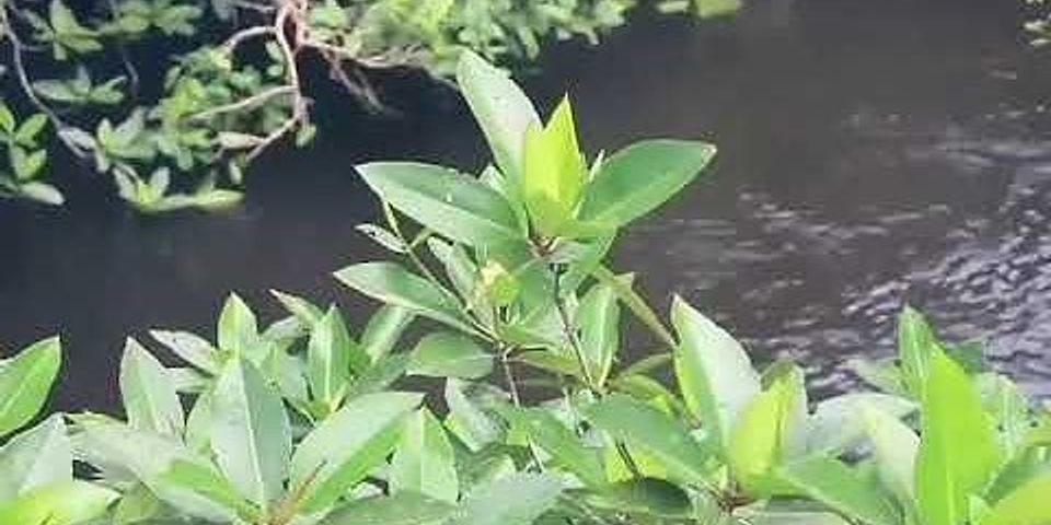 Hutan mangrove hutan bakau adalah tipe hutan yang berada di daerah