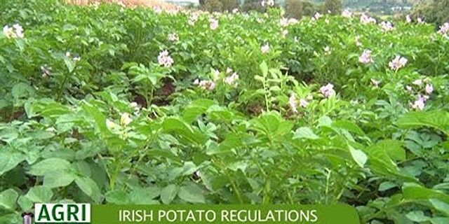 irish potato là gì - Nghĩa của từ irish potato