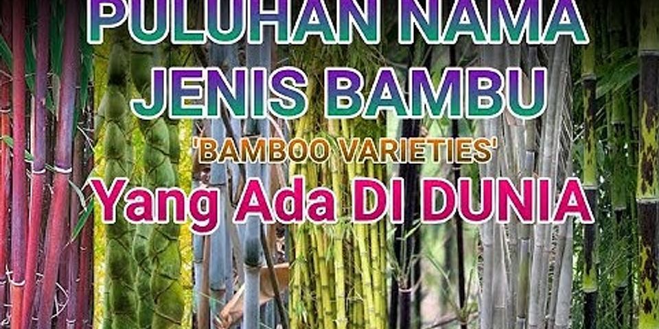 Jenis bambu ada berapa?