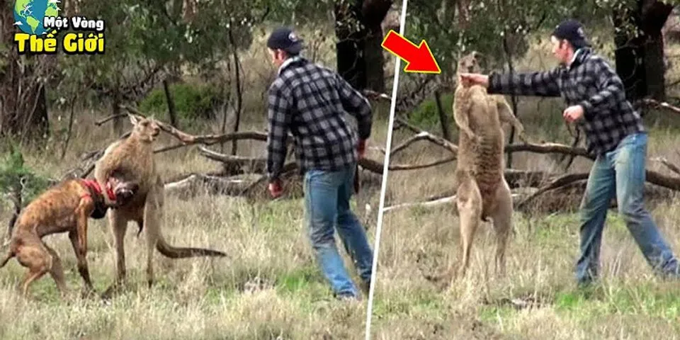 kangaroo punch là gì - Nghĩa của từ kangaroo punch