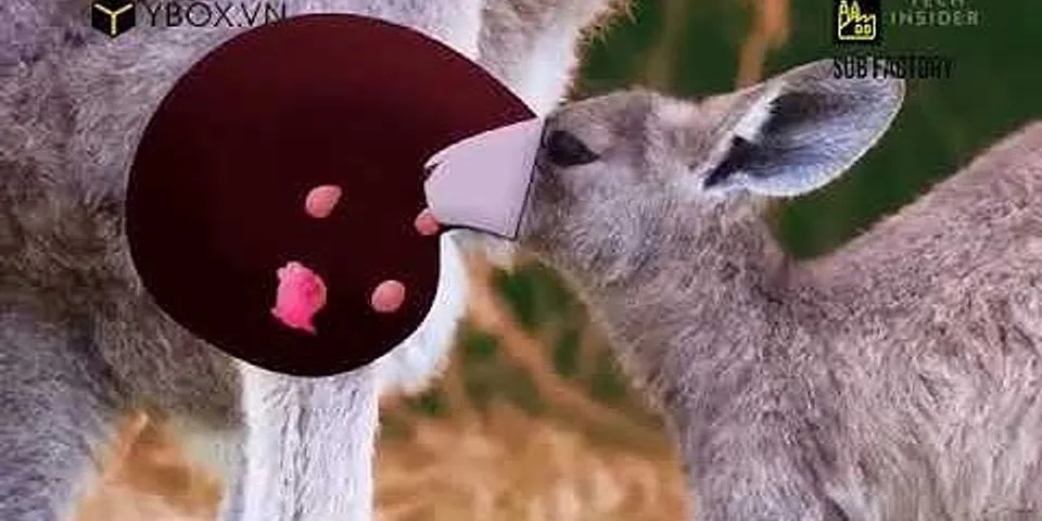 kangaroo là gì - Nghĩa của từ kangaroo