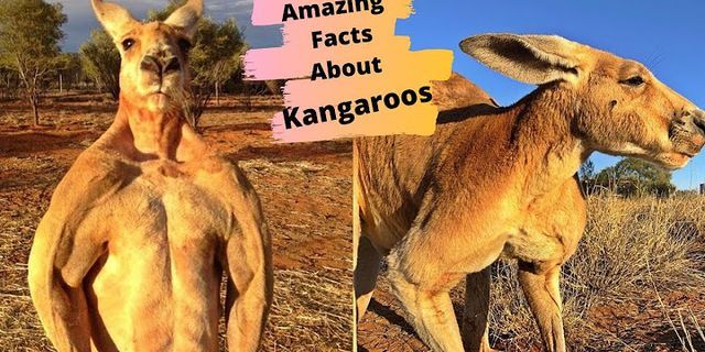 kangaroos là gì - Nghĩa của từ kangaroos