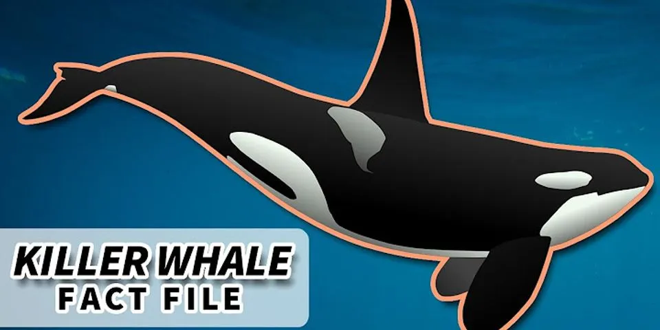 killer whales là gì - Nghĩa của từ killer whales