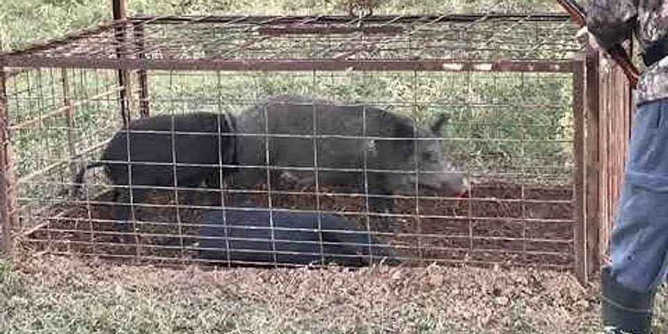 killing boars là gì - Nghĩa của từ killing boars
