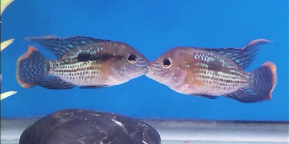 kissing fish là gì - Nghĩa của từ kissing fish