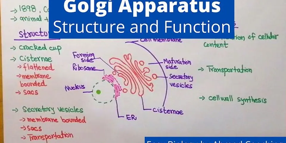 Label the parts of the cell that interact with the Golgi apparatus