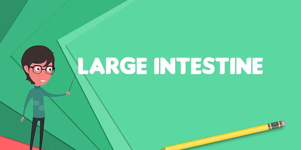 large intestine là gì - Nghĩa của từ large intestine