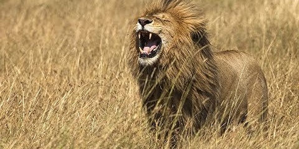 lion roar là gì - Nghĩa của từ lion roar