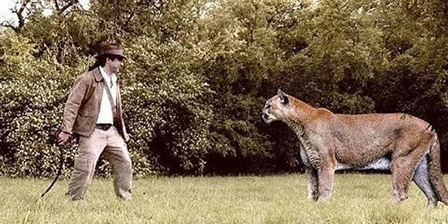 male cougar là gì - Nghĩa của từ male cougar