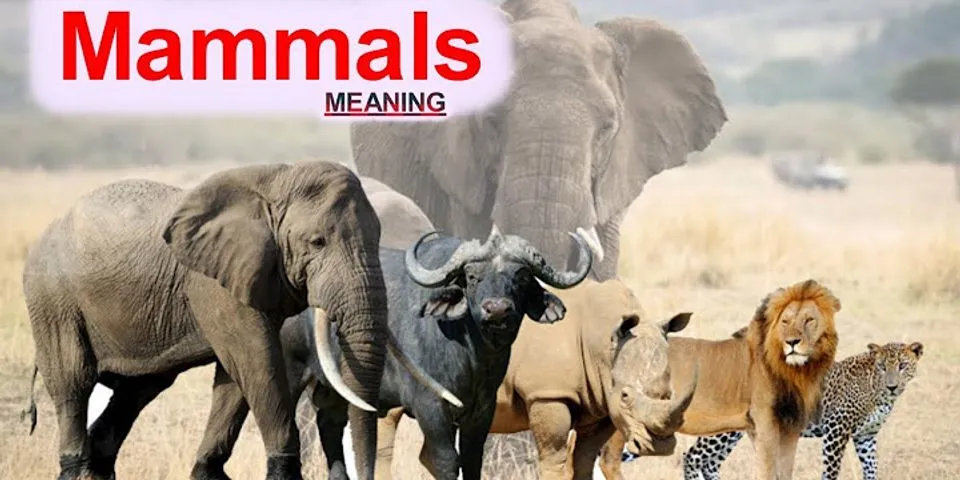 mammal là gì - Nghĩa của từ mammal