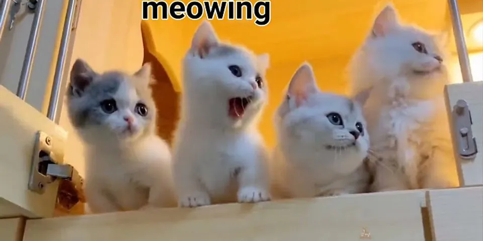 meow là gì - Nghĩa của từ meow