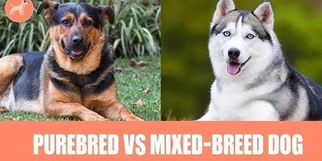 mixed breed là gì - Nghĩa của từ mixed breed